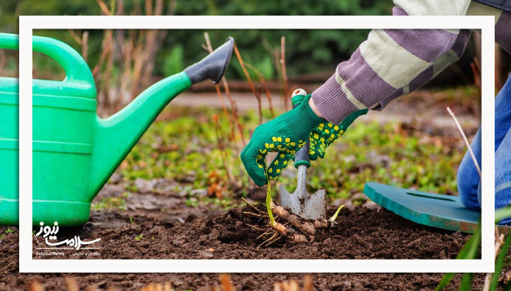 باغبانی؛ روشی طبیعی برای کاهش درد زانو و خطر آرتروز در سالمندان