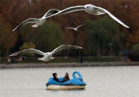 اجرای طرح مراقبت از پرندگان مهاجر در شهرستان لنجان آغاز شد