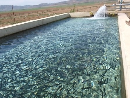 رشد 24درصدی تولید آبزیان خوراکی در استان اصفهان