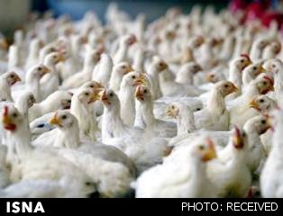 تعلیق پروانه بهداشتی مرغداران متخلف در شهرستان نائین