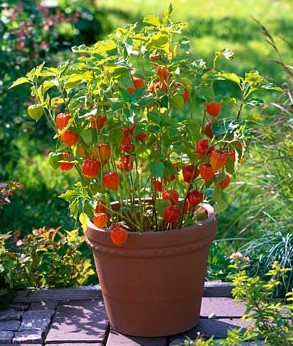 کاشت فیسالیس