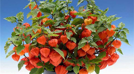 کاشت فیسالیس