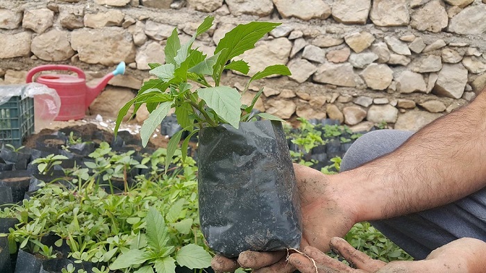 کاشت فیسالیس