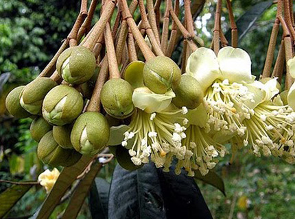 میوه دوریان