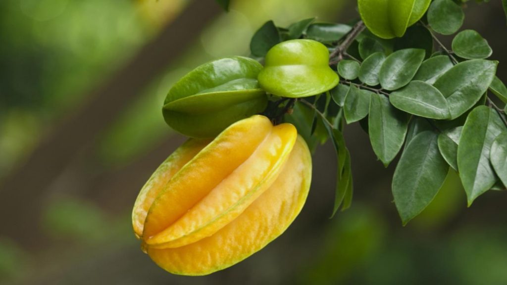 میوه ستاره‌ای