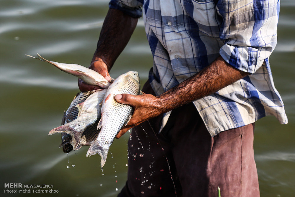 خوزستان| مرگ ماهیان مجتمع پرورش ماهی در خرمشهر