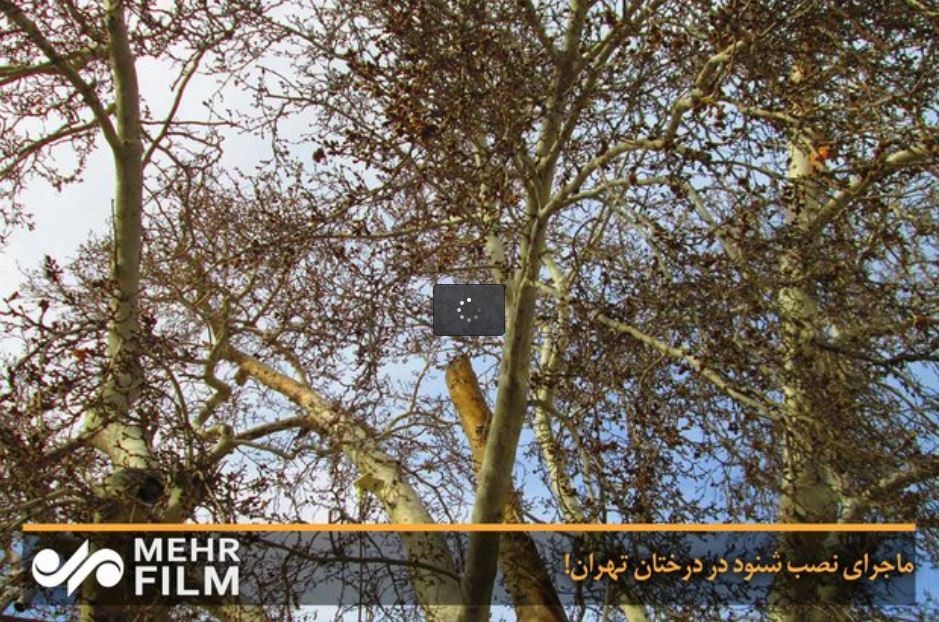 تهران|ماجرای نصب شنود در درختان تهران!