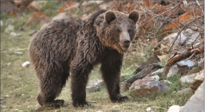 شکار؛ ‌متهم ردیف اول نابودی خرس‌های قهوه‌ای
