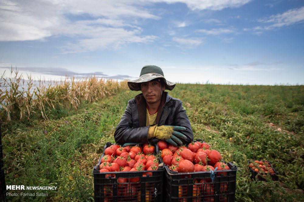 قزوین| برداشت گوجه فرنگی در دشت قزوین