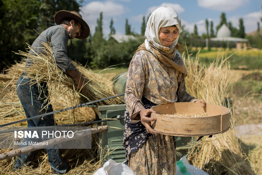 قزوین| برداشت برنج از شالیزارهای الموت