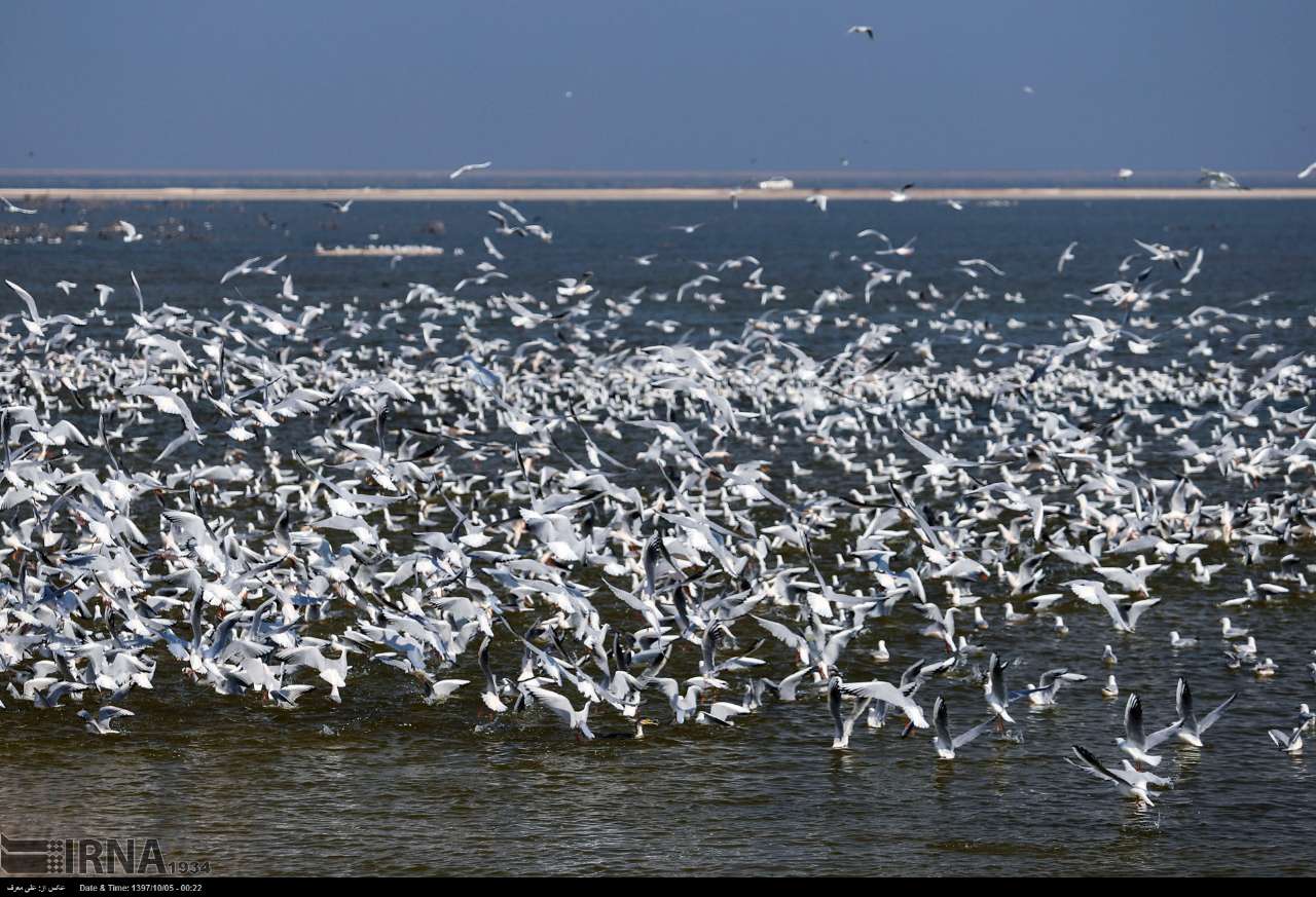 خوزستان| هورالعظیم میزبان پرندگان مهاجر
