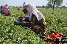 کرمان| آغاز فصل کشاورزی
