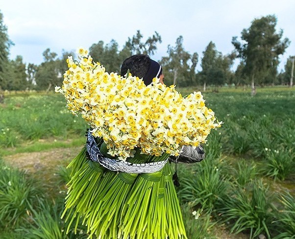 فارس| فارس، اولین تولیدکننده گل نرگس ایران