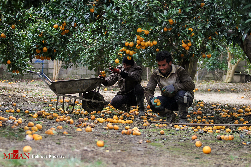 مازندران| رخت نو بر تن باغ‌های پرتقال