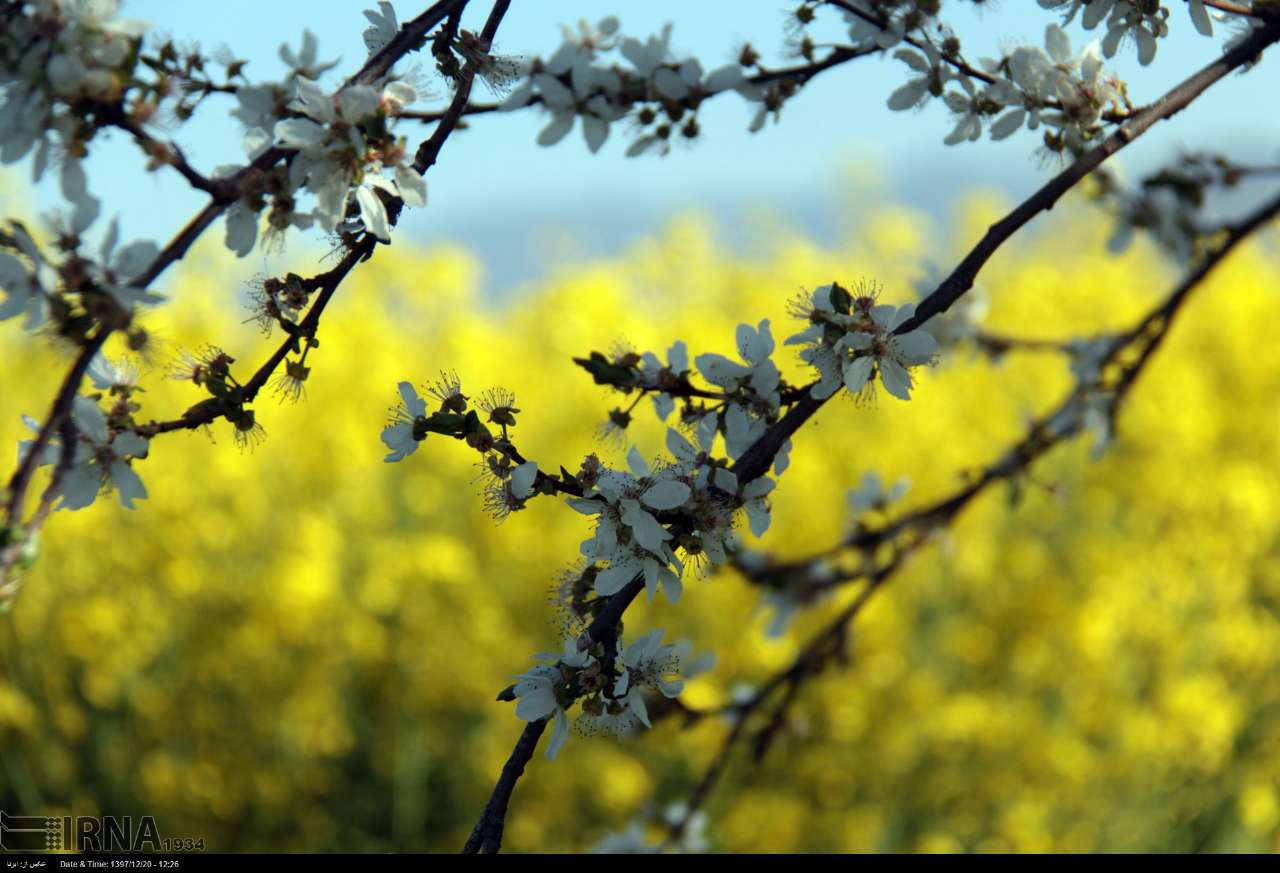 گلستان| شکوفه های بهاری درختان در استان گلستان