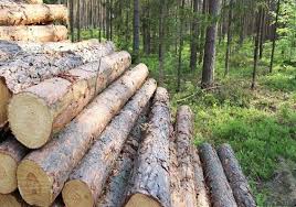 آذربایجان شرقی| تعرض به درختان ارسباران قابل کتمان نیست