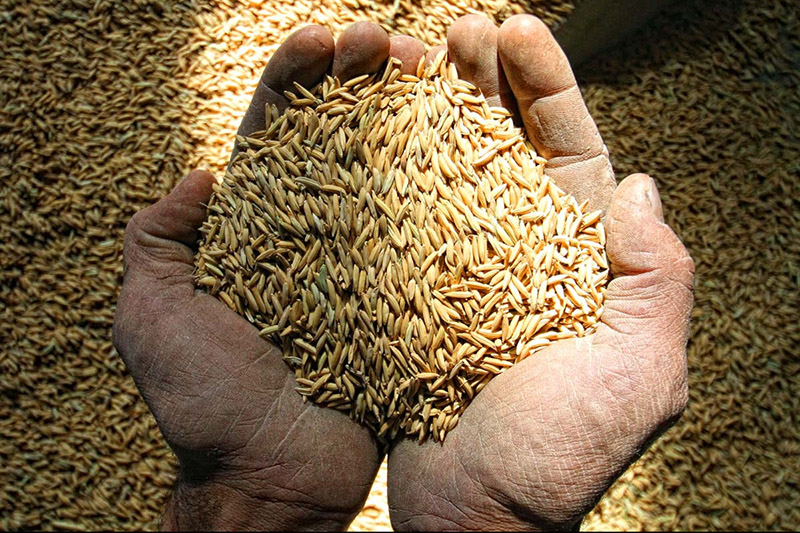 مازندران| راه اندازی سامانه خرید مستقیم برنج از کشاورزان