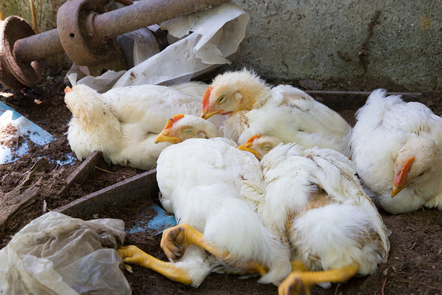 کنترل بیماری آنفلوآنزای فوق حاد پرندگان در کشور