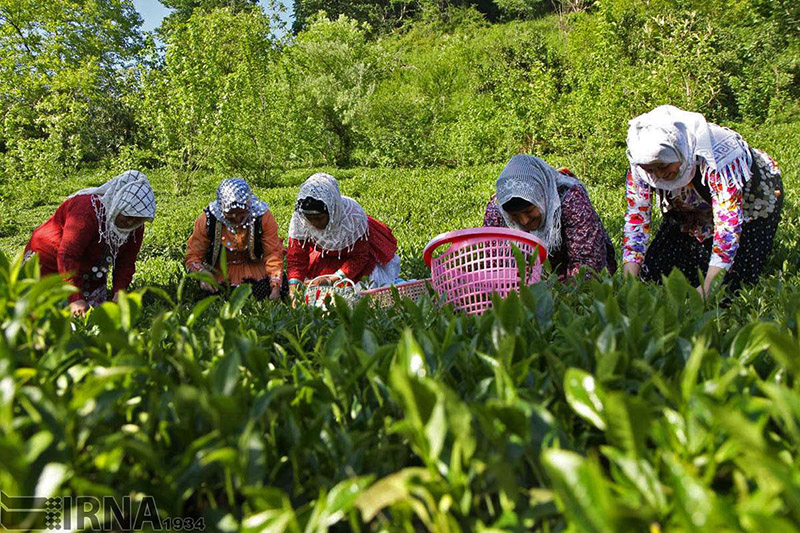 گیلان| خطر رهاسازی دوباره باغ‌های چای