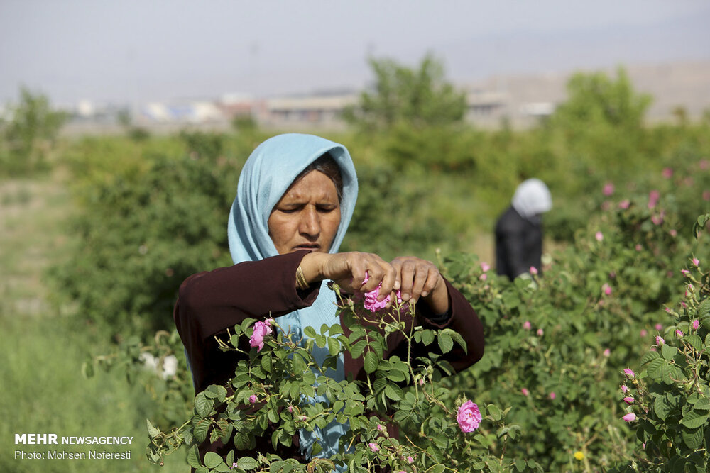 کرمان| تحول اقتصاد بردسیر با پرورش گل محمدی