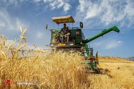 سمنان| پیش بینی خرید 115 هزار تن گندم در استان سمنان