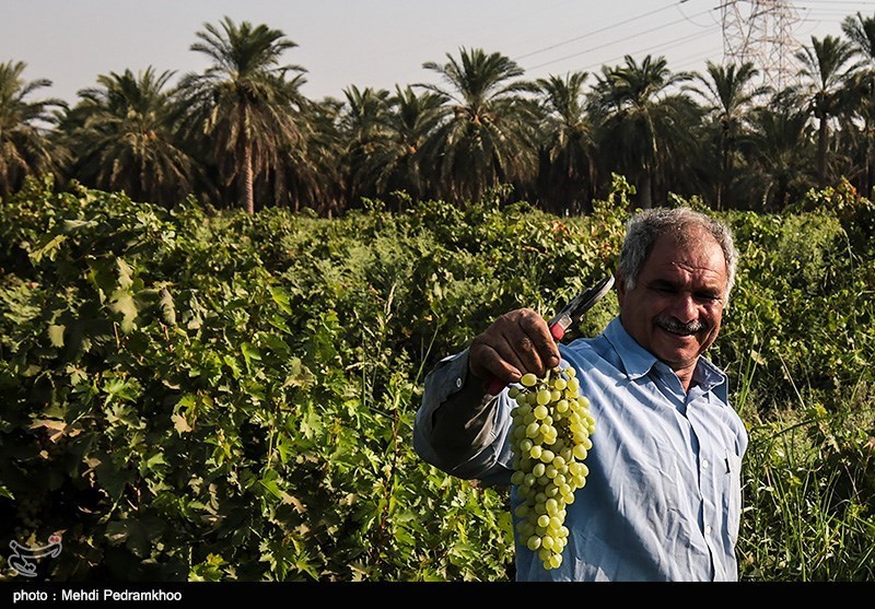 خوزستان| برداشت انگور از تاکستان غزاویه کارون