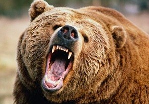 یاسوج|جزئیات حمله خرس گرسنه به مأموران محیط زیست یاسوج
