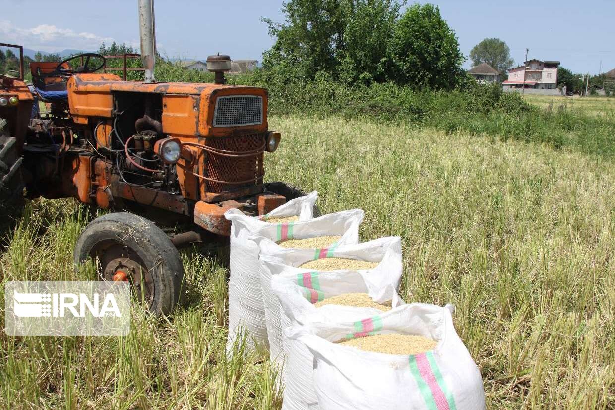 تولید برنج امسال از مرز ۲.۶ میلیون تن گذشت