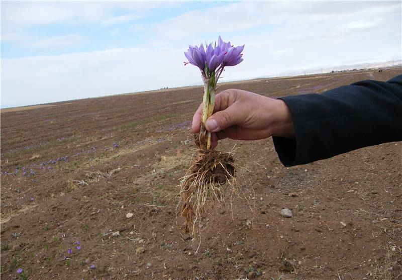 آذربایجان غربی| توسعه کشت زعفران در آذربایجان غربی
