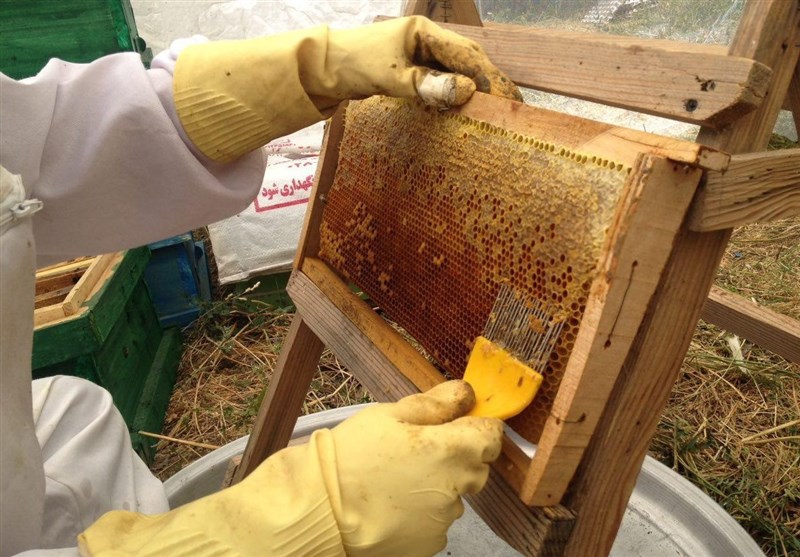 کردستان| تهدید صنعت زنبورداری کردستان با عسل‌های تقلبی
