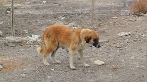 فیلمی از جولان سگ ها در خرمشهر