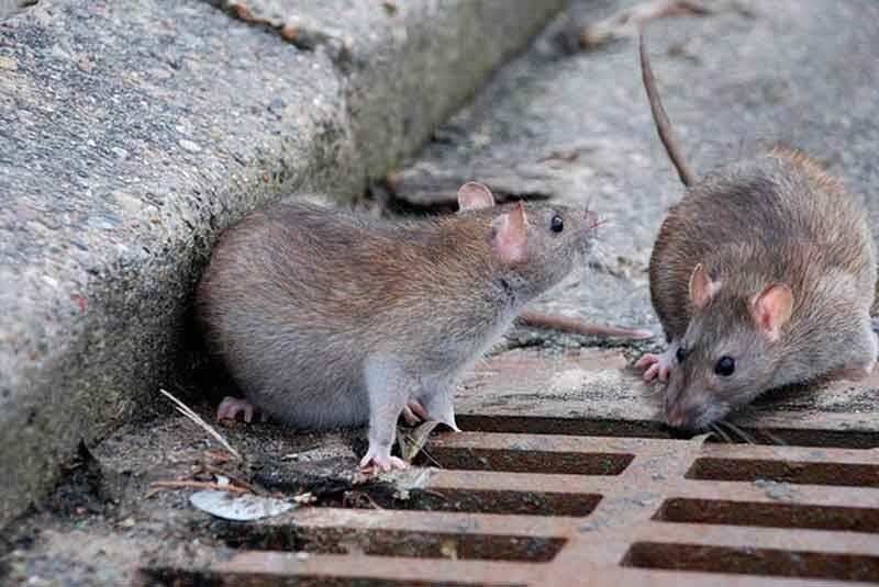 البرز| طرح ضربتی مقابله با موش ها در فردیس