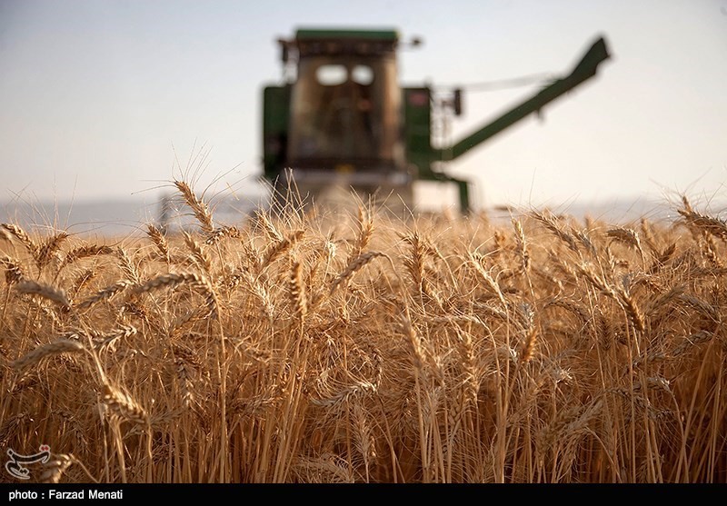 خطر کاهش تولید گندم با قیمت جدید خرید تضمینی