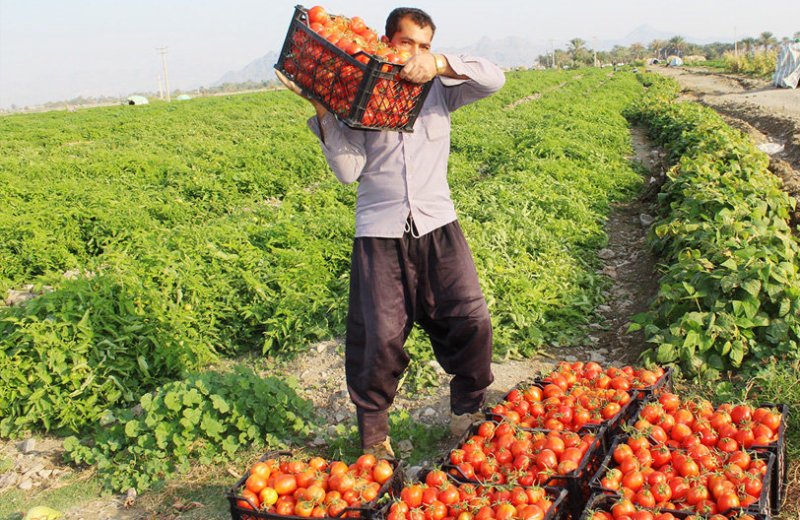 آذربایجان شرقی| آژیر قرمز بازار گوجه‌فرنگی