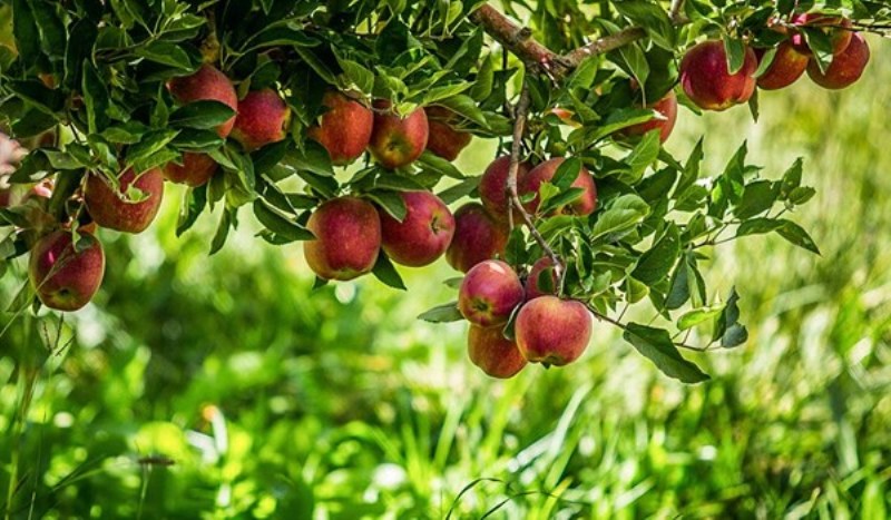 تهران| برداشت سیب دماوند و مشکلات باغداران