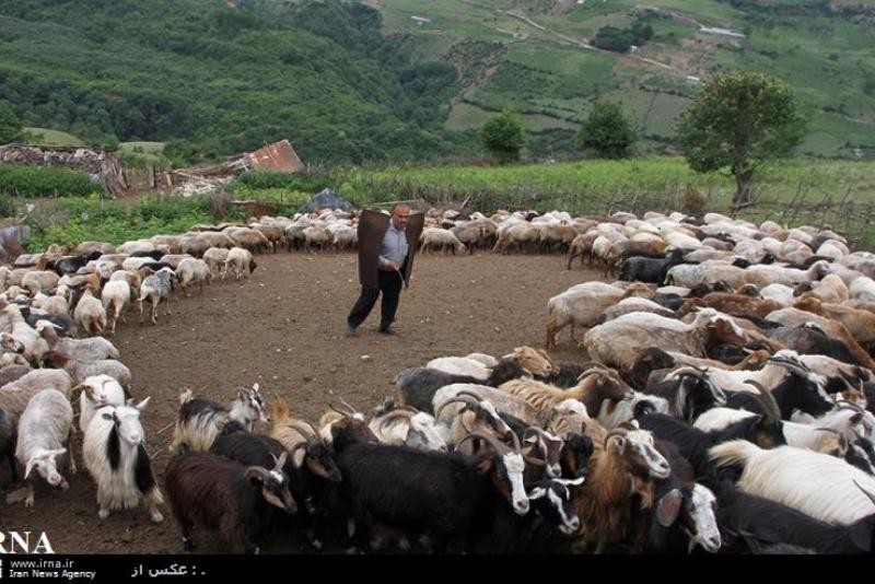 مازندران| دردسر کمبود چراگاه در مناطق جلگه‌ای مازندران