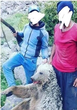 عاملین انتشار عکس کشتار خرس در ماکو شناسایی شدند