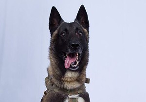 تشکر عجیب ترامپ از سگی که در عملیات حمله به بغدادی شرکت داشت + فیلم
