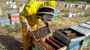 بوشهر| رونق زنبورداری با ثبت ملی عسل کنار