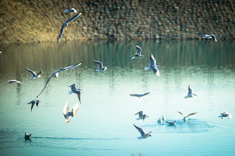 خوزستان| تالاب شادگان میزبان پرندگان مهاجر
