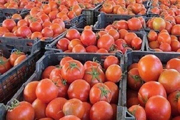 دلایل گرانی گوجه فرنگی در بازار/ افزایش قیمت بنزین ارتباطی به محصولات میوه و تره بار ندارد