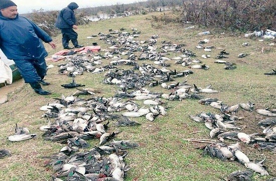 پایان عمر پرندگان مهاجر با شکار بی رویه/ سود روزانه ۲۰ میلیونی برای سرشاخه‌های شکارچیان!