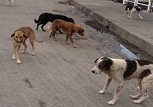 تهران| زمین خالی که استراحتگاه سگ‌های ولگرد شد