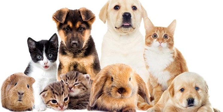حیوانات خانگی؛ از اصلاح 260 هزار تومانی تا خانه 12 میلیونی