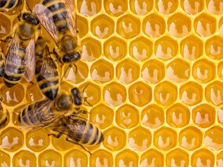 بوشهر| افزایش 120 درصدی تولید عسل در دشتی بوشهر