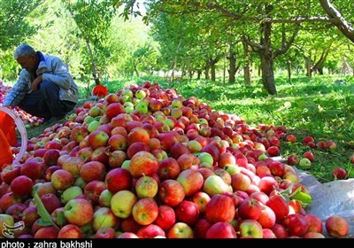نرخ عمده فروشی انواع میوه و تره بار اعلام شد/ سیب ۸ هزار تومان + جدول