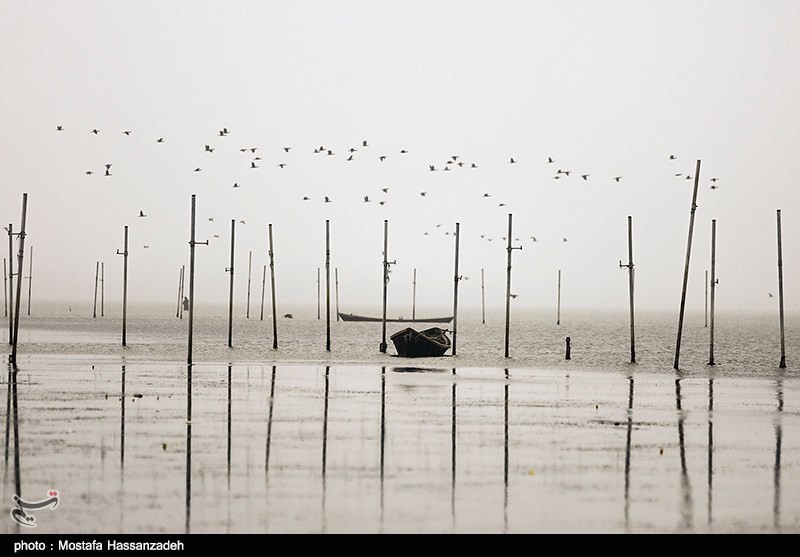 ممنوعیت شکار پرندگان مهاجر در استان گلستان لغو شد