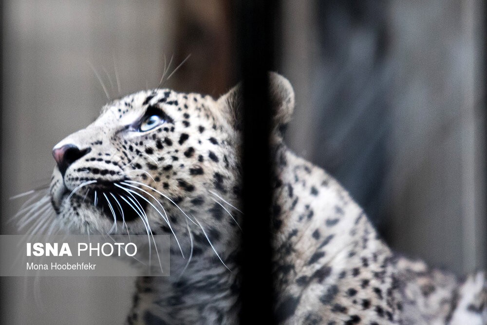 انتقال یک قلاده پلنگ ایرانی به باغ وحش تهران