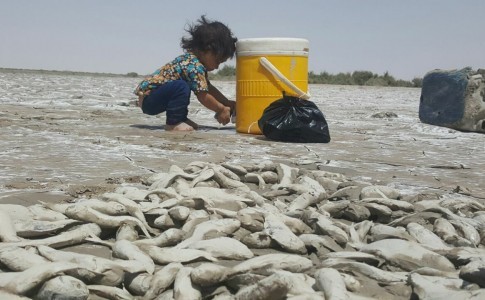سیستان و بلوچستان| تراژدی مرگ ماهی‌ها در هامون
