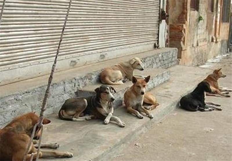 مسئله "سگ‌های ولگرد تهران" در حال تبدیل به یک بحران